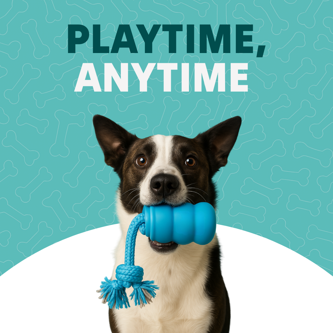 The Chase Buddy Dog Boredom Stimulating Toy